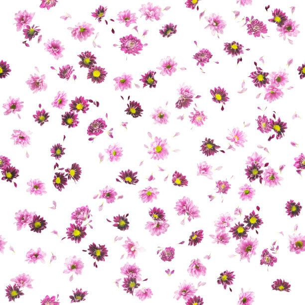 紫菊花和雏菊花蕾图案图片下载