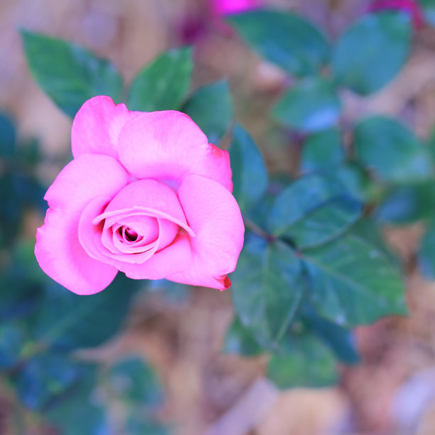 玫瑰花图片下载