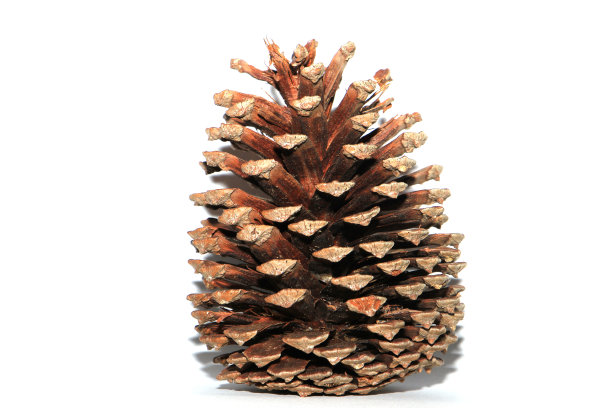 白色背景上的棕色松果图片下载