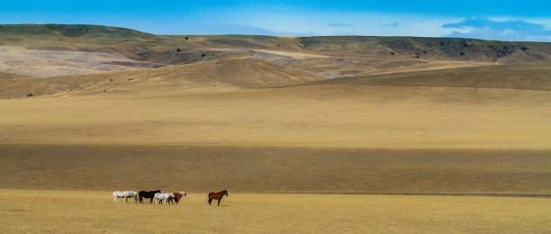 蒙大拿的马图片下载