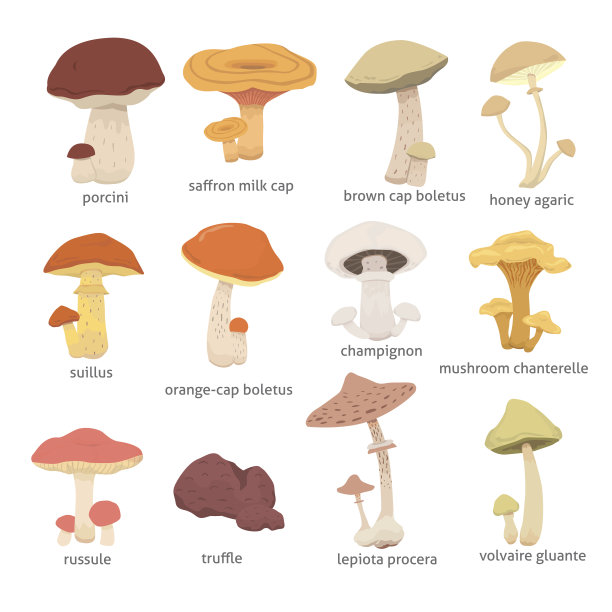 不同种类的蘑菇图片下载
