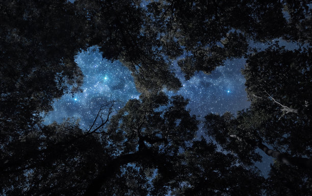 树梢上的夜空图片下载
