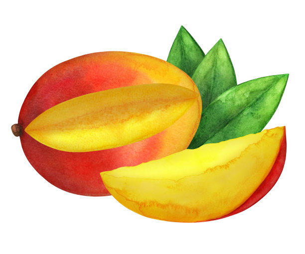 芒果水果与树叶水彩画插图图片下载