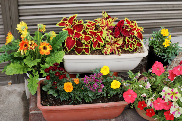 人行道上可爱的花盆花园。图片下载