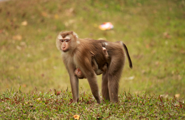 猴子带着孩子图片下载