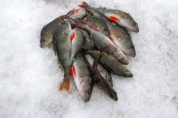 冰钓鱼。图片下载