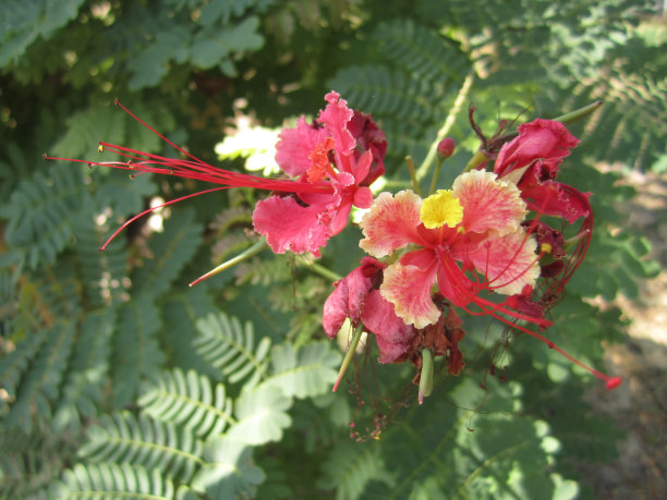 巴巴多斯岛的骄傲图片下载