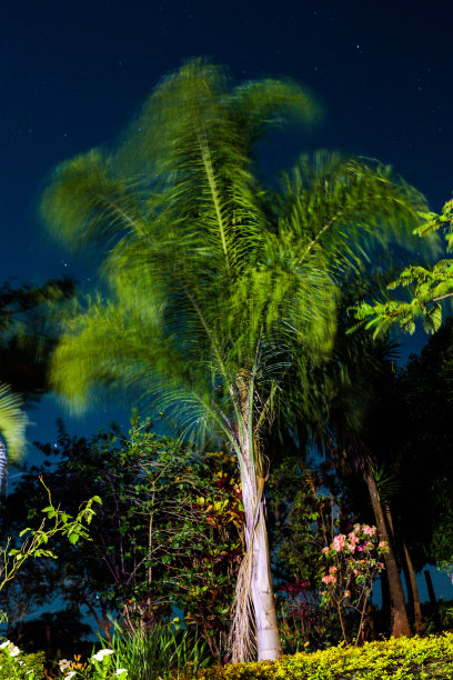 棕榈树图片下载