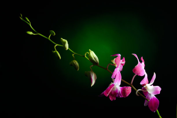 兰花枝上有水滴图片下载