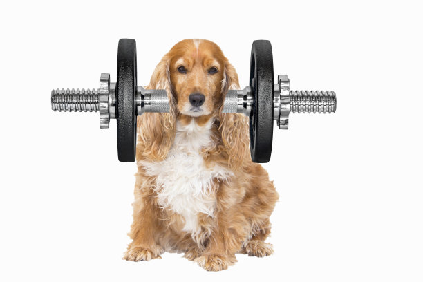狗举起哑铃图片下载