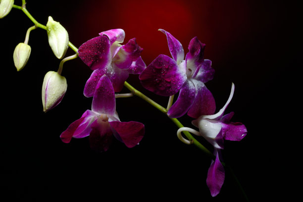 兰花枝上有水滴图片下载