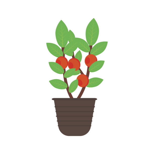 花盆里的果树图片下载