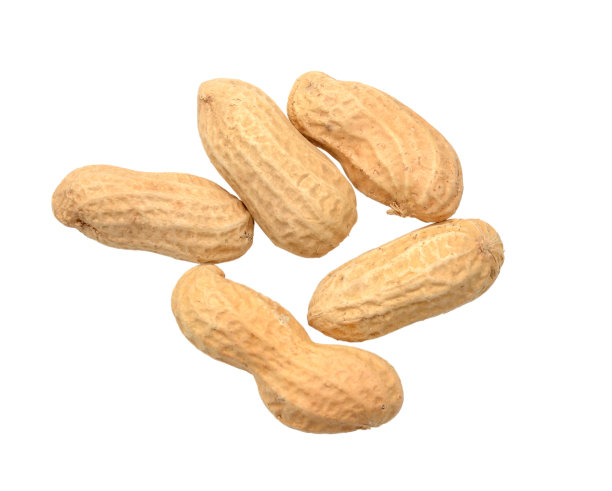 花生孤立在白色背景上图片下载