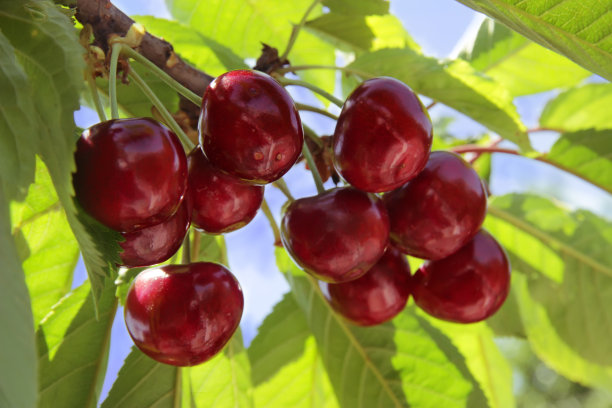 树上成熟的甜樱桃图片下载