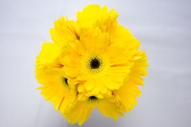 黄色的花花图片下载