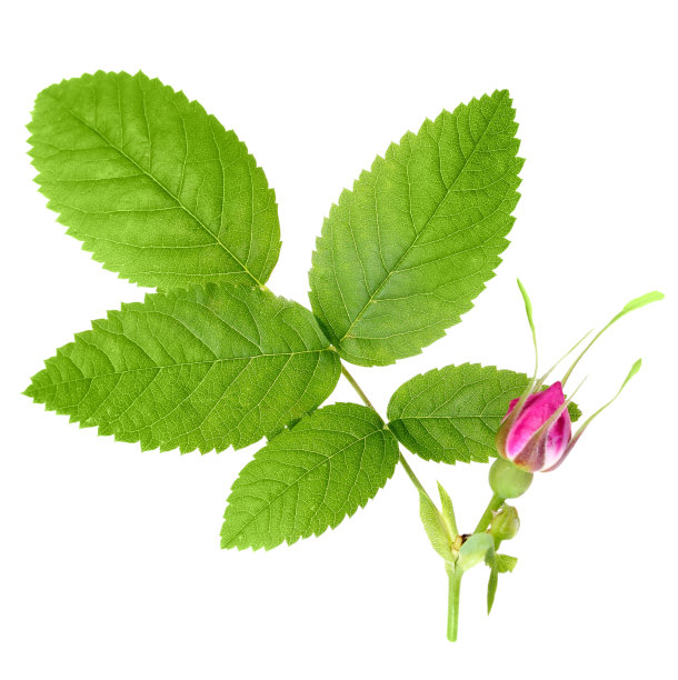 狗长着叶子和一个花蕾图片下载