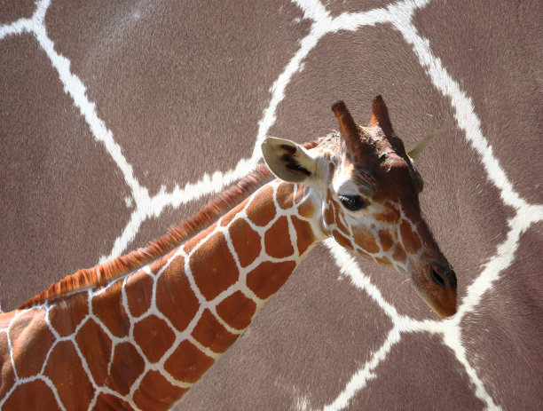 长颈鹿图片下载