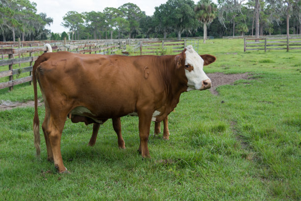 田里的牛图片下载