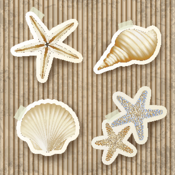 硬纸板背景上的贝壳图片下载