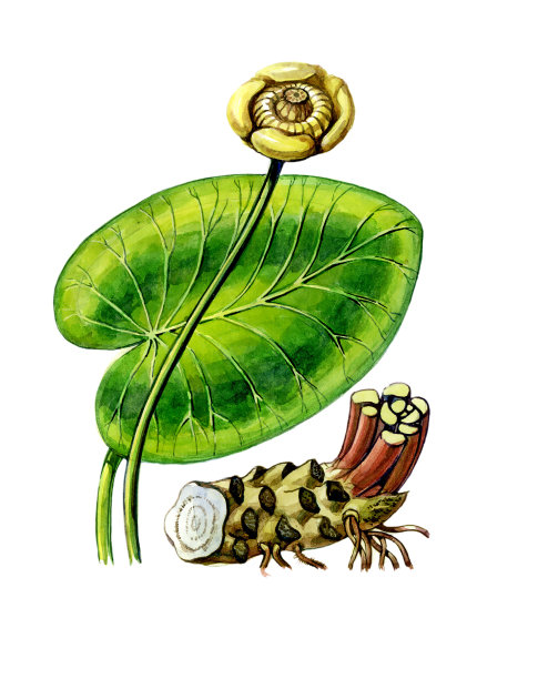 黄叶Nuphar的果实和叶子。植物学图片下载