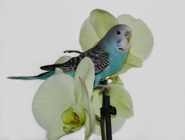 鹦鹉坐在一朵花上图片下载