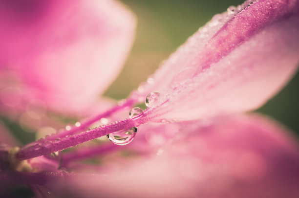 或蜘蛛花或蜘蛛植物图片下载