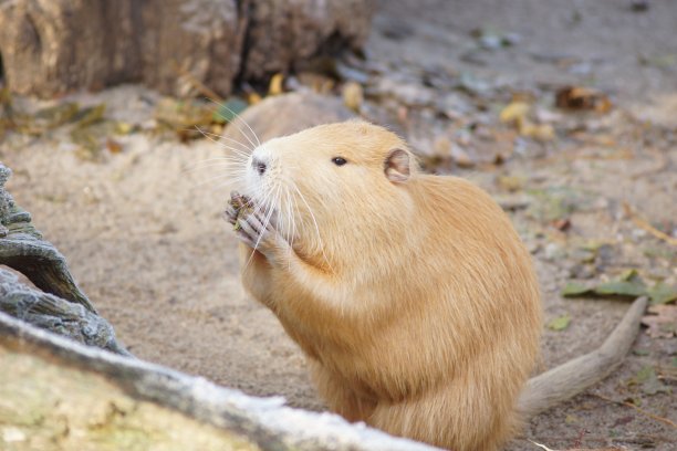 海狸吃东西图片下载