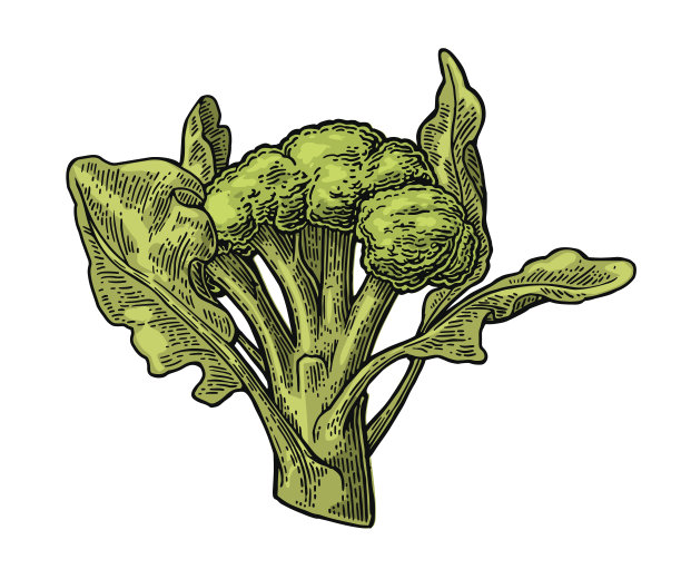 西兰花和叶。白色背景上孤立的西兰花。图片下载