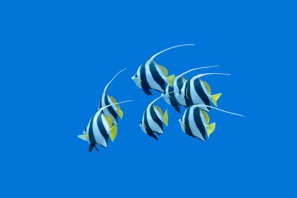 热带海洋中旗鱼群水下摄影素材图片