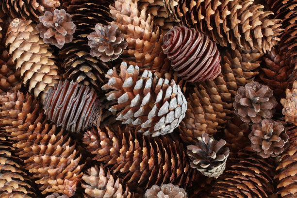 松果背景图片下载