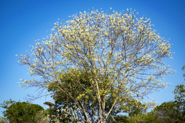 粉红色花的树图片下载