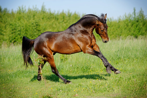 免费的马图片下载