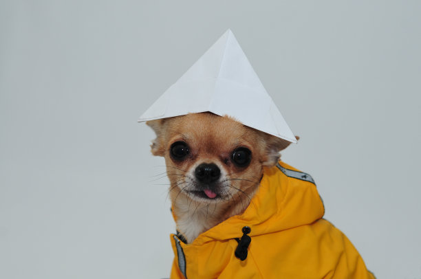 为雨天准备的吉娃娃图片下载