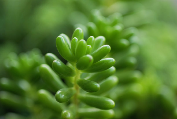 绿色的小植物图片下载