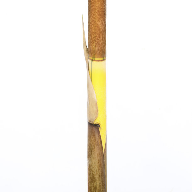 鲜竹孤立在白色背景上图片下载