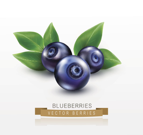 三个带绿叶的蓝莓载体分离出来图片下载