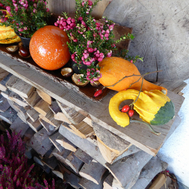 桌上有花的植物特写镜头图片下载