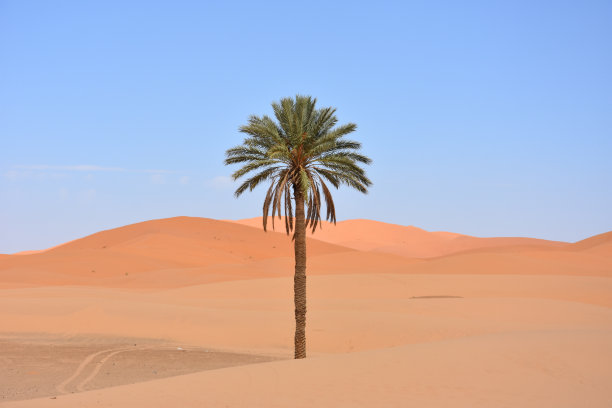 的棕榈树图片下载