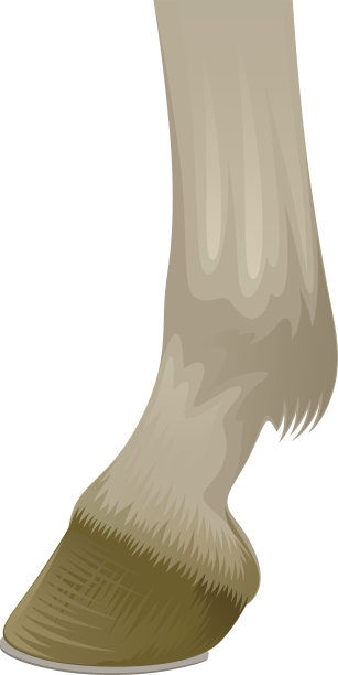 马的蹄图片下载