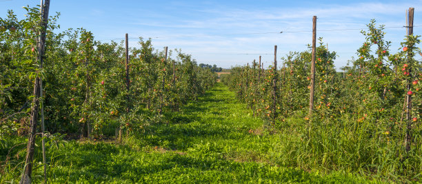 夏天的果园里有苹果树图片下载