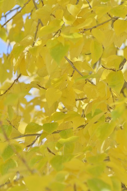 白杨树的秋叶图片下载