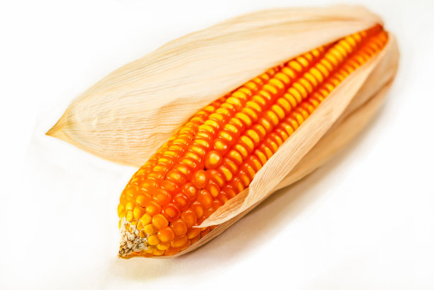 干玉米图片下载