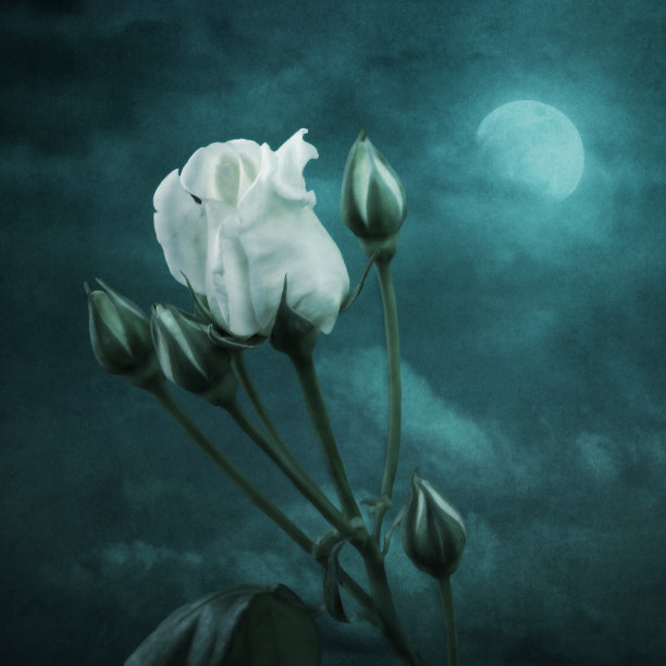 白色的玫瑰图片下载