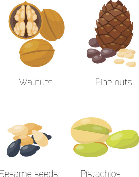 不同的坚果向量集。素材图片