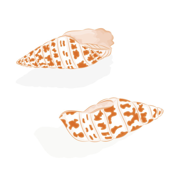 海洋生物的贝壳图片下载