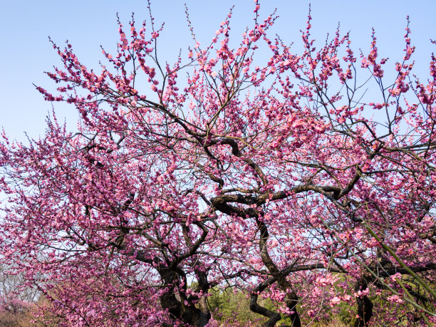 盛开的桃李树图片下载
