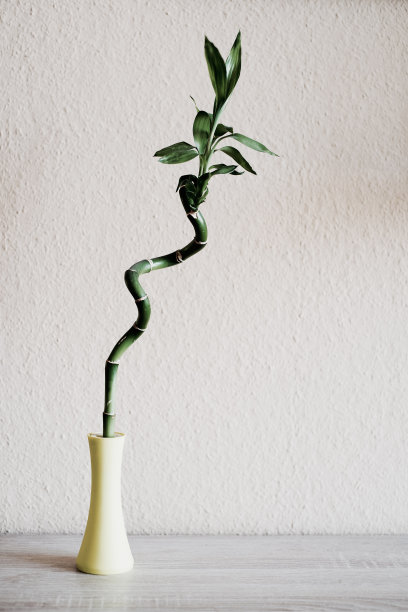 室内竹装饰图片下载