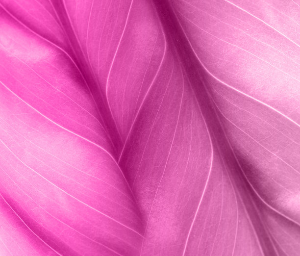 叶玫瑰图片下载