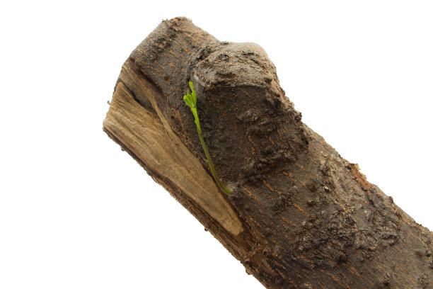 树木发芽图片下载