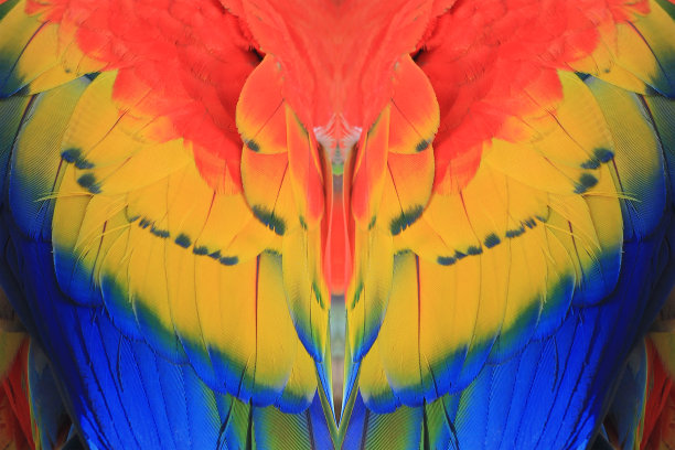 美丽的小鸟的羽毛图片下载